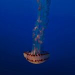 a large jellyfish floating in the ocean